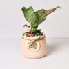 BLUSH TEXTURA CERAMIC POT