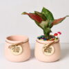BLUSH TEXTURA CERAMIC POT