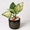 ZEN BLACK TERRACOTTA POT