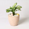 TERRAZZO TERRACOTTA POT