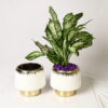 GOLDEN VEIL WHITE METAL PLANTER