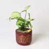 CRIMSON AURELIA TERRACOTTA POT